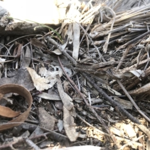 Coryphistes ruricola at Point 16 - 7 Oct 2018