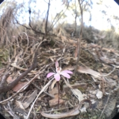 Caladenia fuscata (Dusky Fingers) at Point 16 - 7 Oct 2018 by JasonC