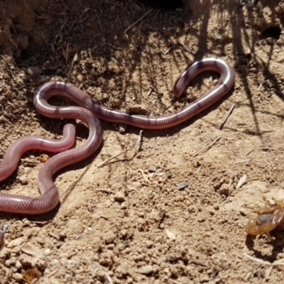 Anilios nigrescens (Blackish Blind Snake) at Wallaroo, NSW - 18 Oct 2018 by RobSpeirs