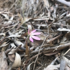 Caladenia fuscata at Point 16 - suppressed