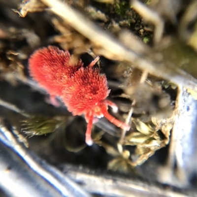 Trombidiidae (family) (Red velvet mite) at Hackett, ACT - 7 Oct 2018 by JasonC