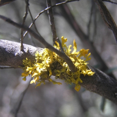 Teloschistes sp. (genus) (A lichen) at Tennent, ACT - 21 Oct 2018 by MatthewFrawley