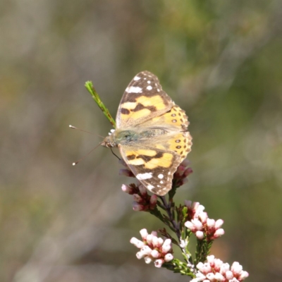 Vanessa kershawi (Australian Painted Lady) at Tennent, ACT - 21 Oct 2018 by MatthewFrawley