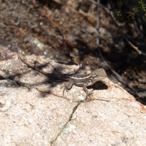 Diporiphora nobbi at Tennent, ACT - 21 Oct 2018 11:28 AM