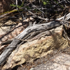 Diporiphora nobbi at Tennent, ACT - 21 Oct 2018 11:28 AM