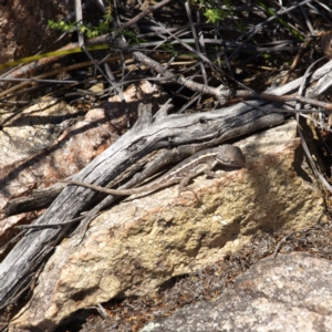 Diporiphora nobbi at Tennent, ACT - 21 Oct 2018