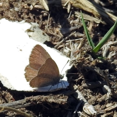 Zizina otis (Common Grass-Blue) at Fyshwick, ACT - 21 Oct 2018 by RodDeb