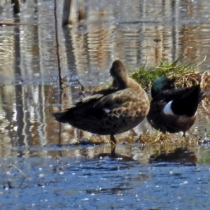 Anas castanea at Fyshwick, ACT - 21 Oct 2018