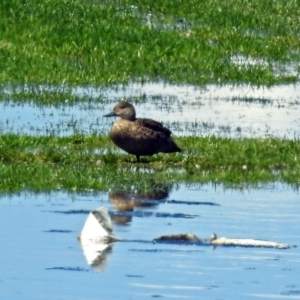 Anas gracilis at Fyshwick, ACT - 21 Oct 2018