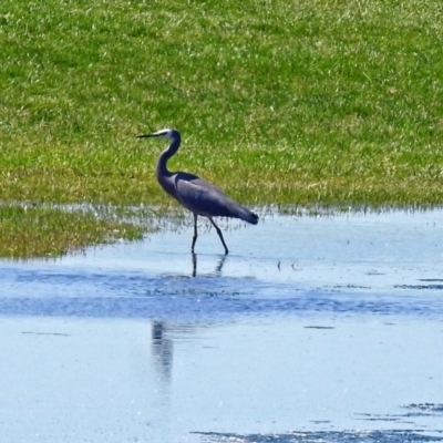 Egretta novaehollandiae (White-faced Heron) at Fyshwick, ACT - 21 Oct 2018 by RodDeb