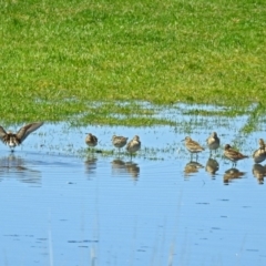 Calidris acuminata at Fyshwick, ACT - 21 Oct 2018 01:07 PM