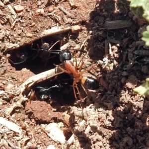 Camponotus consobrinus at Fyshwick, ACT - 21 Oct 2018 01:48 PM