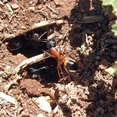 Camponotus consobrinus (Banded sugar ant) at Jerrabomberra Wetlands - 21 Oct 2018 by RodDeb
