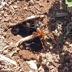 Camponotus consobrinus at Fyshwick, ACT - 21 Oct 2018 01:48 PM