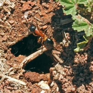 Camponotus consobrinus at Fyshwick, ACT - 21 Oct 2018 01:48 PM