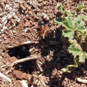 Camponotus consobrinus at Fyshwick, ACT - 21 Oct 2018 01:48 PM