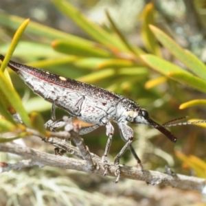 Rhinotia bidentata at Carwoola, NSW - 21 Oct 2018 01:56 PM