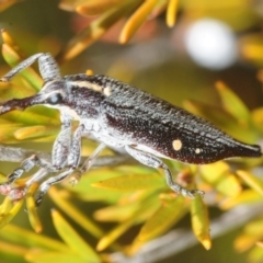 Rhinotia bidentata at Carwoola, NSW - 21 Oct 2018 01:56 PM