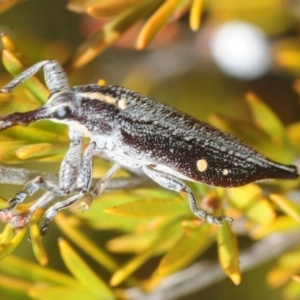 Rhinotia bidentata at Carwoola, NSW - 21 Oct 2018