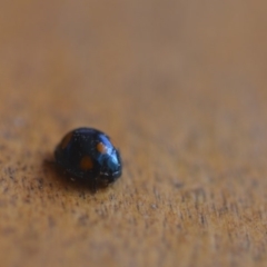 Orcus australasiae (Orange-spotted Ladybird) at Wamboin, NSW - 20 Aug 2018 by natureguy