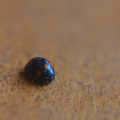 Orcus australasiae (Orange-spotted Ladybird) at Wamboin, NSW - 20 Aug 2018 by natureguy