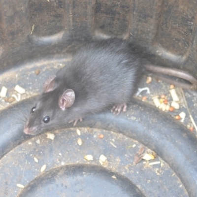 Rattus rattus (Black Rat) at Wamboin, NSW - 21 Aug 2018 by natureguy