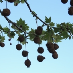 Platanus x acerifolia (London Plane Tree) at Point Hut to Tharwa - 13 Oct 2018 by MichaelBedingfield