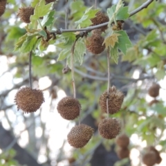 Platanus x acerifolia at Paddys River, ACT - 13 Oct 2018