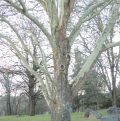 Platanus x acerifolia at Paddys River, ACT - 13 Oct 2018 07:37 PM