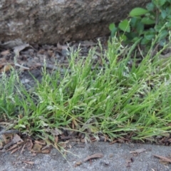 Poa annua (Winter Grass, Annual Poa) at Point Hut to Tharwa - 13 Oct 2018 by michaelb