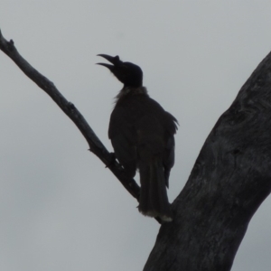 Philemon corniculatus at Tennent, ACT - 16 Oct 2018