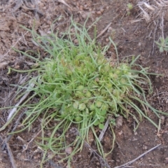 Isoetopsis graminifolia (Grass Cushion Daisy) at Tennent, ACT - 16 Oct 2018 by MichaelBedingfield