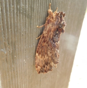 Sorama bicolor at Stromlo, ACT - 20 Oct 2018 11:24 AM