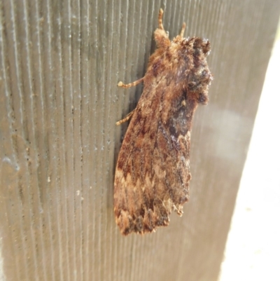 Sorama bicolor (Two-coloured Notodontid) at Stromlo, ACT - 20 Oct 2018 by SusanneG