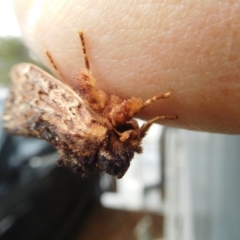 Sorama bicolor at Stromlo, ACT - 20 Oct 2018 11:24 AM