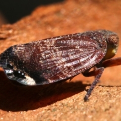 Platybrachys sp. (genus) at Ainslie, ACT - 21 Oct 2018