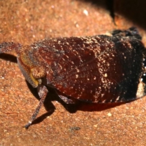 Platybrachys sp. (genus) at Ainslie, ACT - 21 Oct 2018