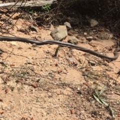 Demansia psammophis (Yellow-faced Whipsnake) at Uriarra Village, ACT - 21 Oct 2018 by WillO