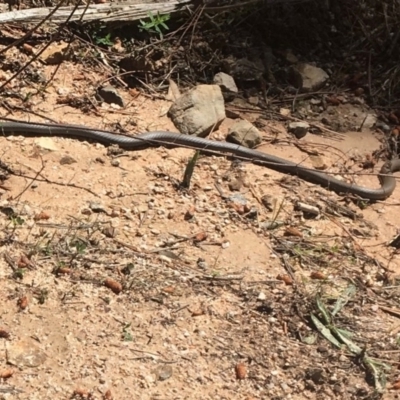 Demansia psammophis (Yellow-faced Whipsnake) at Uriarra Village, ACT - 20 Oct 2018 by WillO