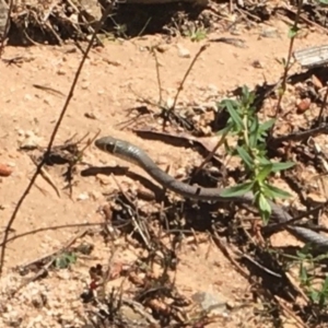 Demansia psammophis at Uriarra Village, ACT - 21 Oct 2018