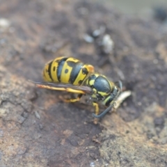 Vespula germanica at Wamboin, NSW - 26 Aug 2018