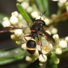 Ceriana (Sphiximorpha) breviscapa (Wasp-mimic hoverfly) at ANBG - 21 Oct 2018 by Tim L