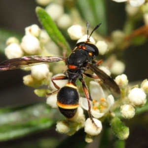 Ceriana (Sphiximorpha) breviscapa at Acton, ACT - 21 Oct 2018 01:50 PM