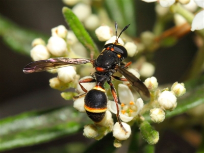 Ceriana (Sphiximorpha) breviscapa (Wasp-mimic hoverfly) at Acton, ACT - 21 Oct 2018 by TimL