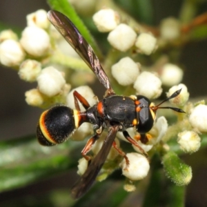 Ceriana (Sphiximorpha) breviscapa at Acton, ACT - 21 Oct 2018