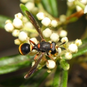 Ceriana (Sphiximorpha) breviscapa at Acton, ACT - 21 Oct 2018