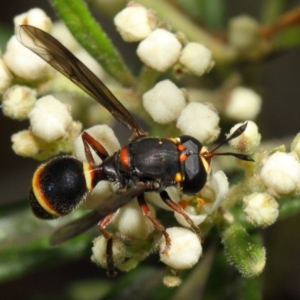 Ceriana (Sphiximorpha) breviscapa at Acton, ACT - 21 Oct 2018 01:50 PM