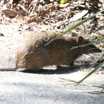 Isoodon obesulus obesulus (Southern Brown Bandicoot) at Paddys River, ACT - 13 Sep 2018 by leithallb