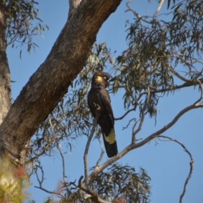 Zanda funerea (Yellow-tailed Black-Cockatoo) at Wamboin, NSW - 4 Sep 2018 by natureguy