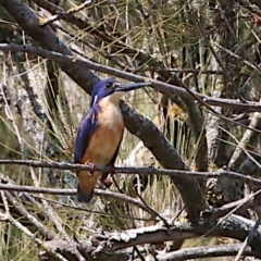 Ceyx azureus (Azure Kingfisher) at Coree, ACT - 11 Sep 2018 by leithallb